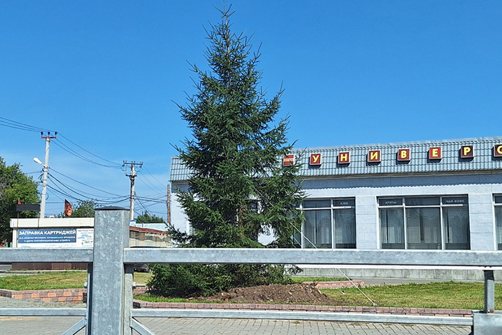 Новогодняя ель появилась в центре Тогучина в июле