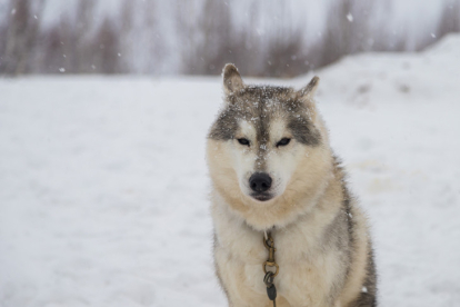 Мужчина из Новосибирской области похитил потом вернул западно-сибирскую лайку