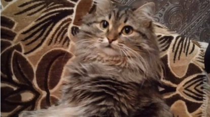 «Жалобно мяукал из-под земли»: новосибирцы вернули хозяйке пропавшего кота