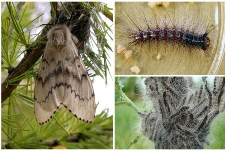 Непарный шелкопряд угрожает пяти районам Новосибирской области