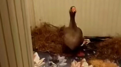 В Кузбассе спасли гуся, который не смог улететь на юг