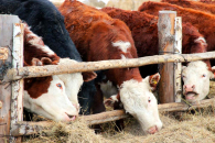 На компенсации владельцам изъятого скота в области выделили 190 миллионов рублей