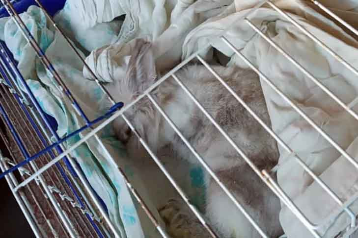 Кролика Степашку из-под пресса спас водитель мусоровоза в Новосибирске