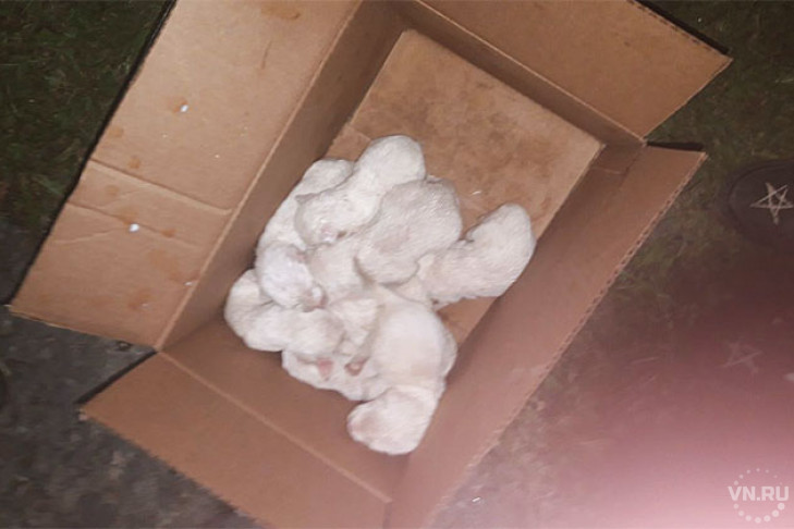 Восемь белоснежных щенков выбросил бессердечный барабинец