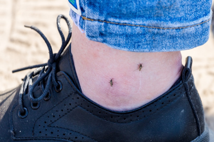 Не шевелиться и не потеть: ученые рассказали о любимых жертвах комаров