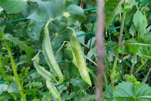 Новосибирск становится гороховой столицей