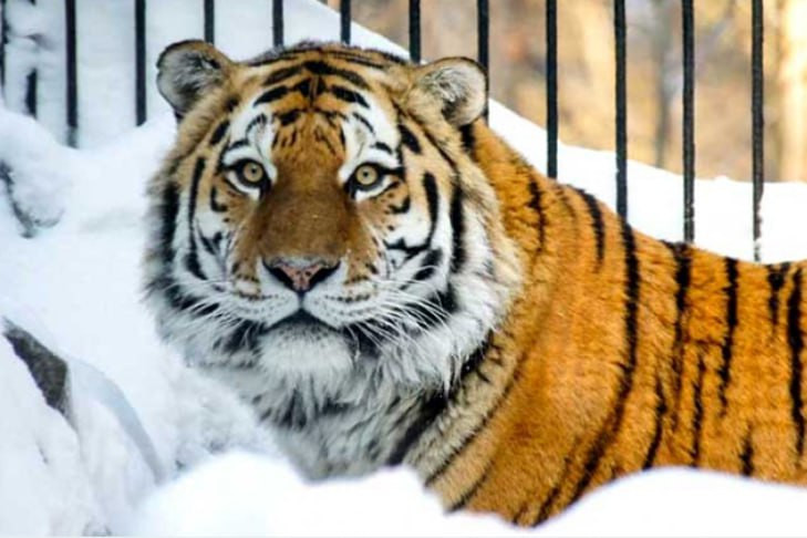 Новосибирский зоопарк скорбит о кончине амурского тигра Максимуса
