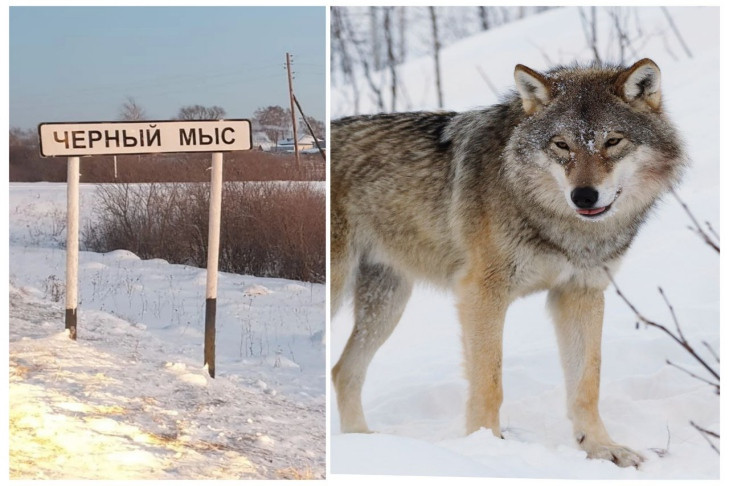Ситуацию с волками в Убинском районе прокомментировали в Минприроды