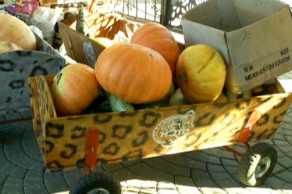 5 тонн овощей обитателям зоопарка принесли дачники
