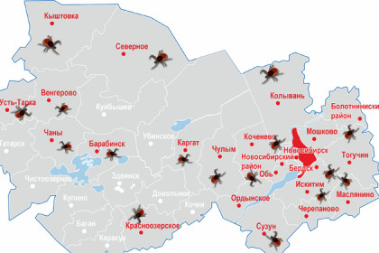 Карта клещей-2021 Новосибирской области: 23 опасных района