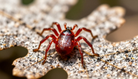В Новосибирской области с начала сезона зафиксировано 82 укуса клещей