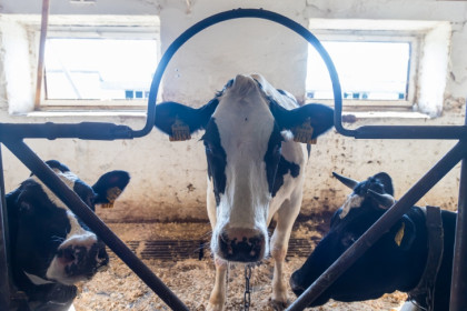 Сроки выплаты компенсаций за изъятых коров назвали в Новосибирске