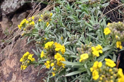 Неизвестные науке цветы расцвели на горе Зверобой под Новосибирском