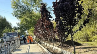 В Новосибирске появилась аллея краснолистной черёмухи