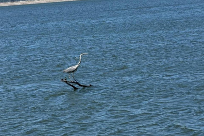 Редкая серая цапля на коряге проплыла по Обскому водохранилищу в Новосибирске