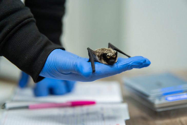 В холодильник на зимовку посадили 30 летучих мышей волонтеры в Новосибирске