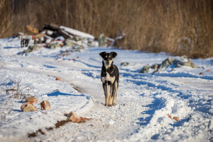 В Новосибирске поймана неуловимая собака-людоед в парке «Сосновый бор»