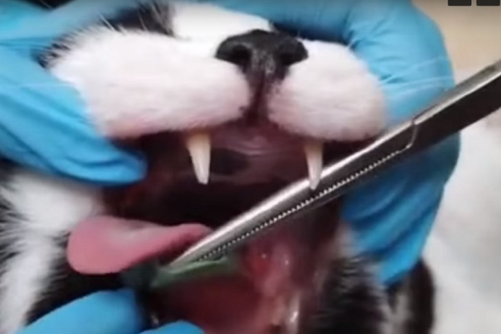Любопытный кот съел полиэтиленовый пакет и объявил голодовку в Новосибирске