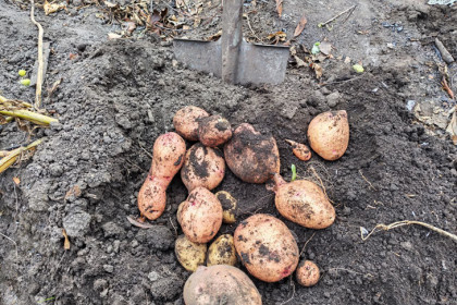 О влиянии погоды в августе-2025 на картофель рассказали синоптики Новосибирска