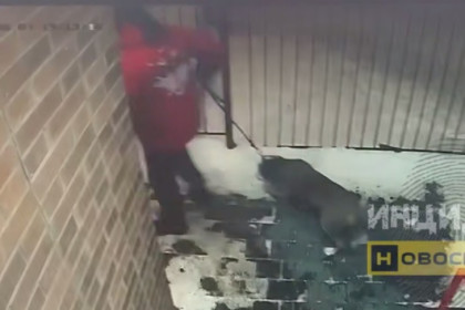 Житель элитного дома пинал собственного пса у алкомаркета в Новосибирске