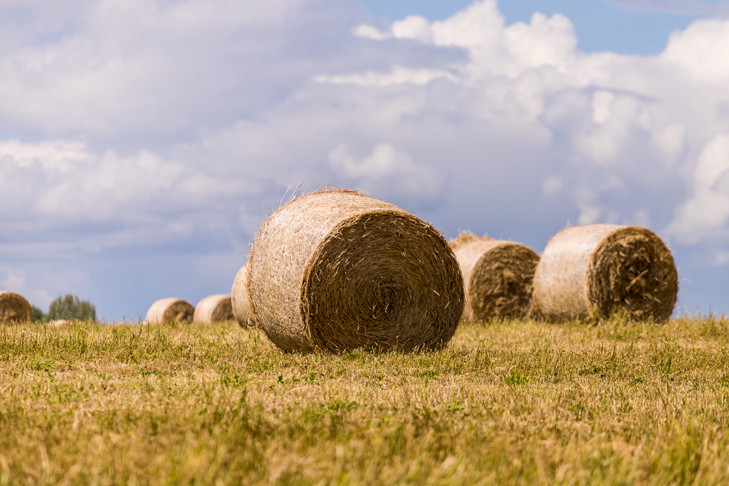 Аномальная жара придет на смену дождям с 26 августа в Новосибирске