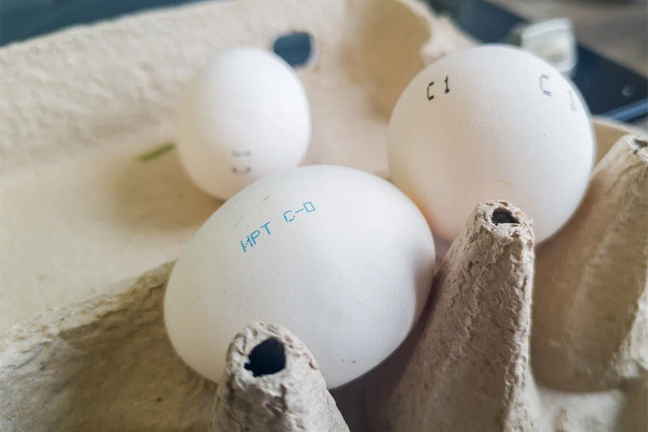 В Новосибирске осуждена сотрудница детсада за отравление детей тухлыми яйцами