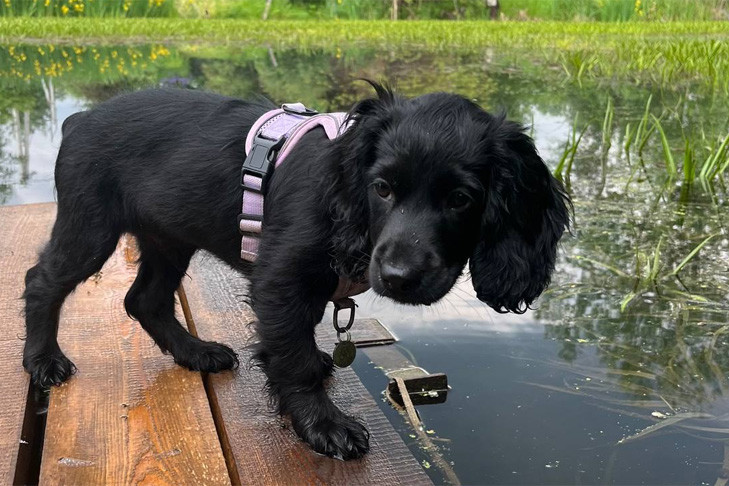 Дендропарк Новосибирска закрыли для выгула собак: нарушителям грозят штрафы