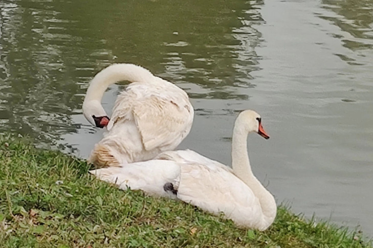 Дело на директора парка возбудили после истории с лебедем-шипуном в Кольцово