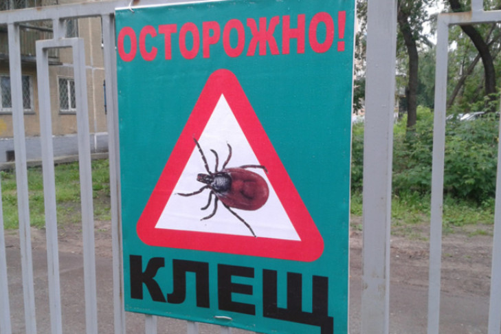 Клещи стали в два раза реже кусать жителей Новосибирска