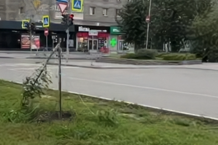 Вандалы уничтожили восстановленную липовую аллею в Новосибирске