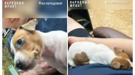 Щенок Джесси спас новосибирских бойцов ценой своей жизни