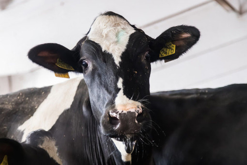 Названы сроки восстановления поголовья скота в Новосибирской области