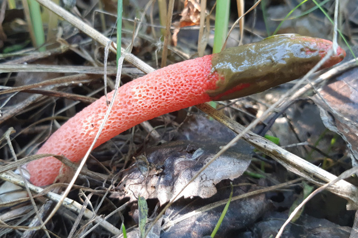 Необычные и редкие грибы Мутинус нашли в Новосибирске