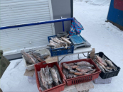 В Новосибирске изъяли 30 килограммов продуктов питания у нелегальных торговцев