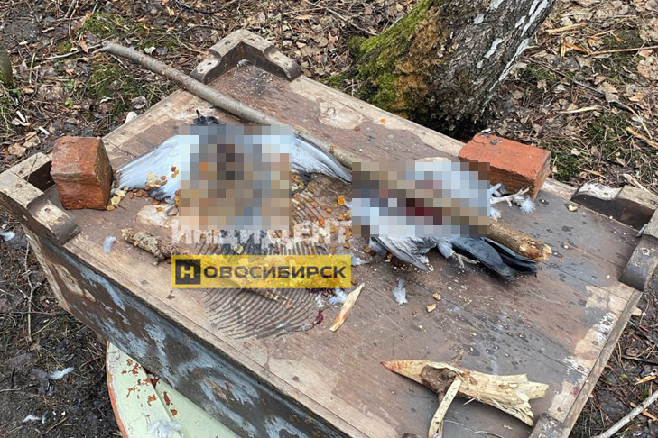 Ритуальные обряды сатанистов шокировали жителей Стрижей в Новосибирске