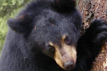 Одинокий медвежонок перепугался людей в Колыванском районе