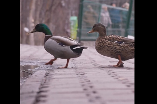 Пернатый десант: в зоопарк Новосибирска после зимовки вернулись первые кряквы