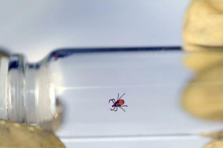 Рекордно низкое количество покусов клещей зарегистрировано в Новосибирске