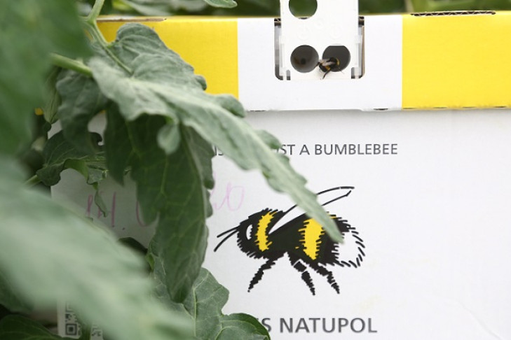 Спасать пчёл от массовой гибели решили в Искитимском районе 