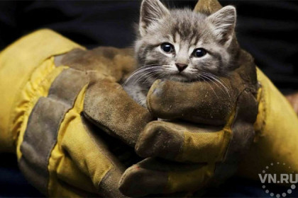 Жалобного котенка достали из недр батареи спасатели