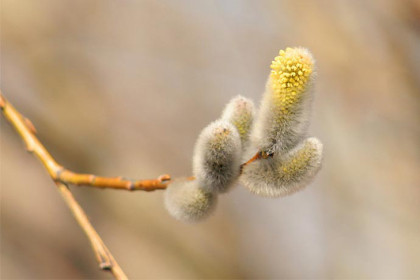 До +10 градусов потеплеет в Новосибирске в день Фотиньи Колодезницы