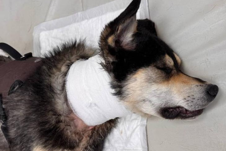 Пса Нэка с удавкой спасли зоозащитники в Новосибирске