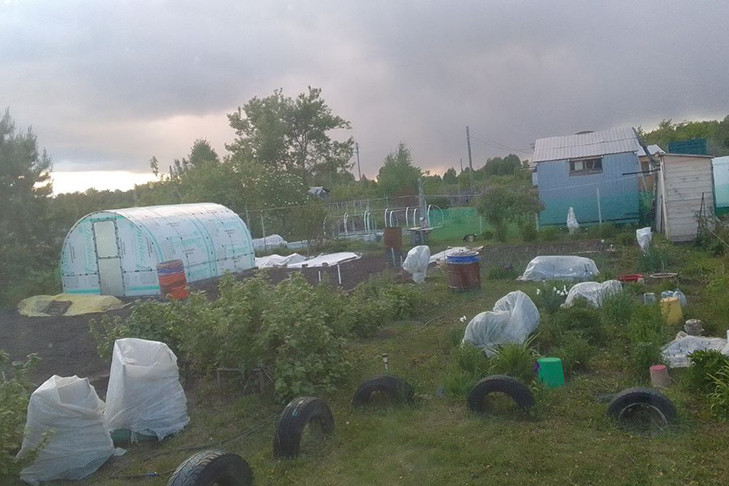 Дожди спасут посадки от заморозков в Новосибирской области