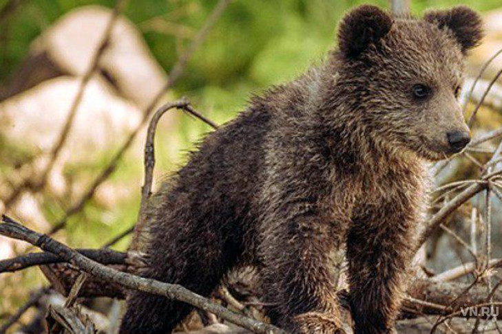 Собаки загнали на березу медвежонка в Кыштовке