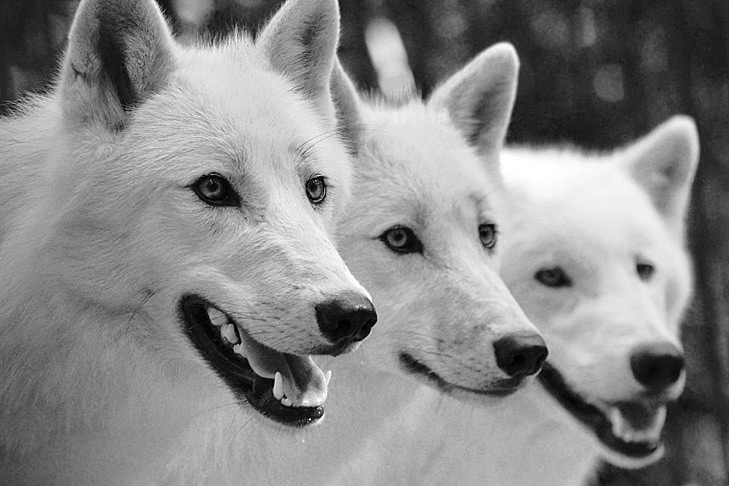 Искать волков в новосибирской Колбасе начали сотрудники Минприроды