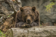 Медведь напал на охотника и ребенка в Тогучинском районе