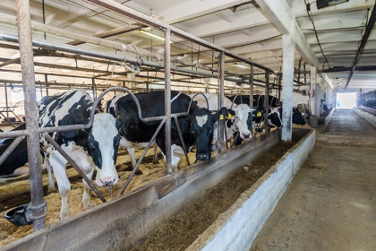 Около 8 млрд рублей на льготных условиях получили сибирские фермеры в Сбере с начала 2025 года