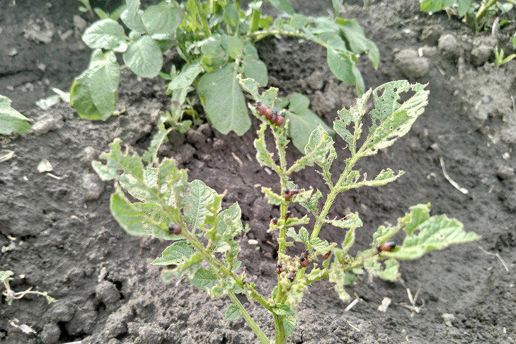 Нашествие колорадского жука прокомментировали в новосибирском Минсельхозе