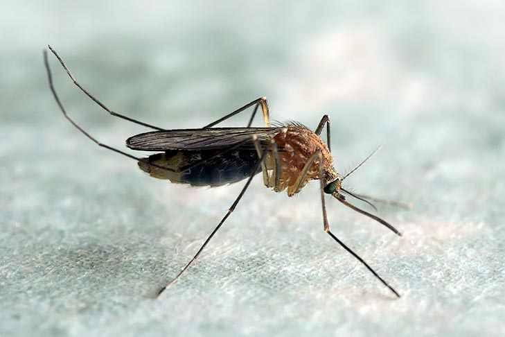 Новосибирску не грозит нашествие комаров летом-2022 – энтомолог Юрий Юрченко