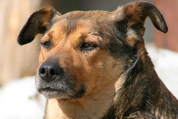 Администрация заплатит за нападение собаки на ребенка под Новосибирском